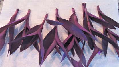 Purple Heart Tradescantia Pallida Cuttings, Purple Foliage Groundcover Plant Stems for Propagation Set of 8