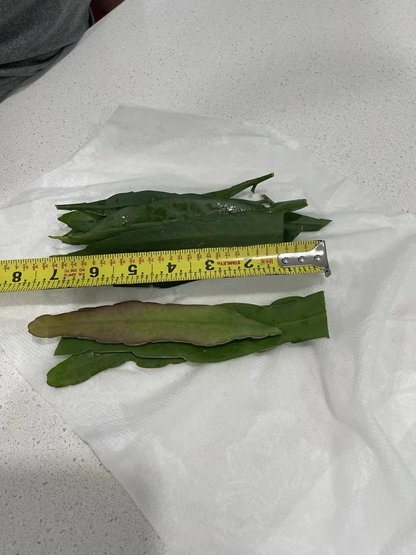 Epiphyllum Oxypetalum and Hookeri Cuttings Mix, Queen of the Night Cactus Stems for Propagation Set of 10