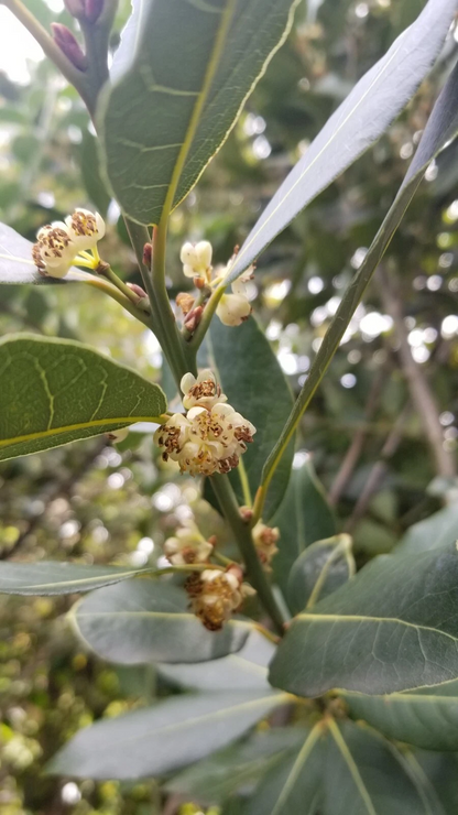 Bay Laurel Tree Cuttings – 10 Unrooted Laurus Nobilis Stem Cuttings, Bay Leaf Plant for Propagation