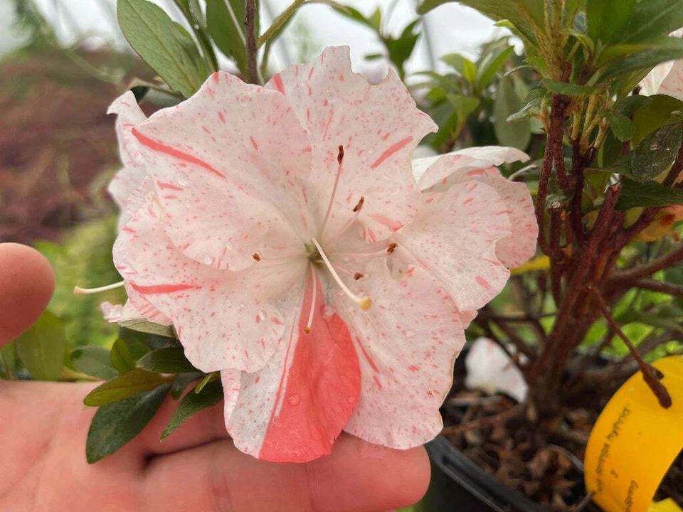 Astronaut Azalea Starter Plant - Deciduous Rhododendron with Bi-Color Striped Flowers, Live Flowering Shrub