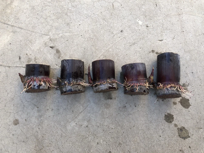 Dark Purple Sugarcane Rooted Cuttings Set of 5, Saccharum officinarum Live Plant Ready to Plant