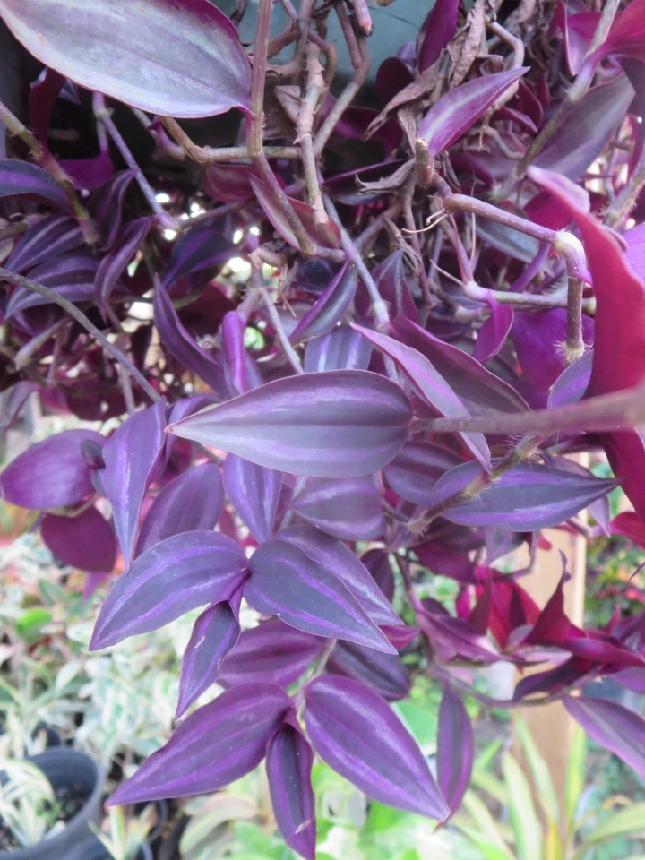 Tradescantia Zebrina Dark Burgundy Cuttings – 12 Live Unrooted Propagation Plants for Indoor Hanging Baskets