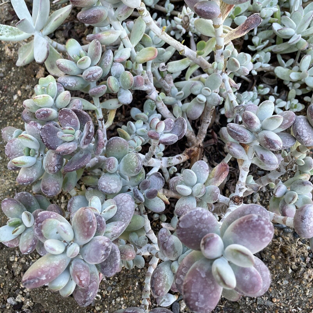 Cotyledon Orbiculata Lady Fingers Succulent Cuttings – 4 Inch Unrooted Purple-Edged Foliage, Ornamental Succulent Plant Propagation