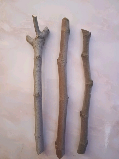 Fig Tree Cuttings 3 Pieces Unrooted Ficus Carica Hardwood Cuttings for Rooting or Grafting