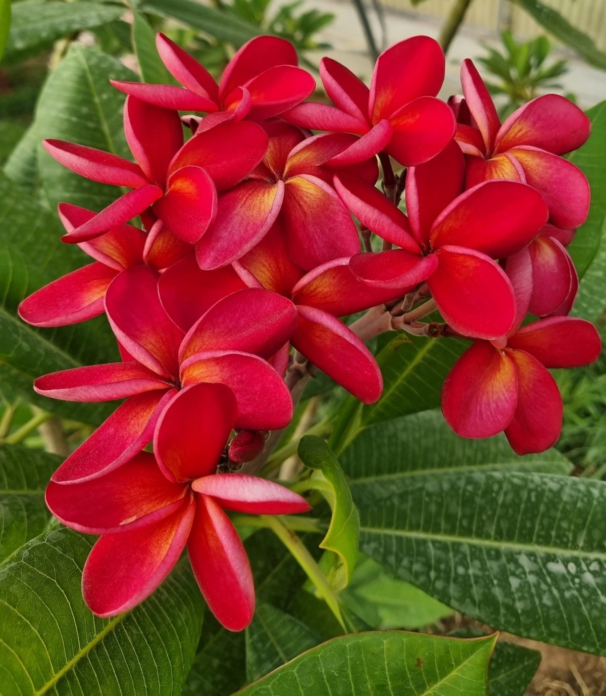 Unrooted Thai Duke Plumeria Cutting - Ornamental Frangipani Branch for Propagation, Garden, Container, Scientific Name: Plumeria â€˜Thai Dukeâ€™