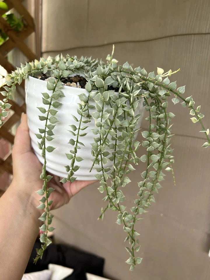 Dischidia Ruscifolia Variegata Trailing Houseplant Cutting - Rare Variegated Million of Hearts Indoor Plant