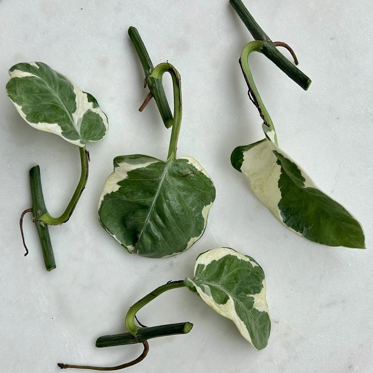 Pothos Pearls and Jade Cuttings - Variegated Indoor Houseplant Propagation Set of 5 Epipremnum aureum