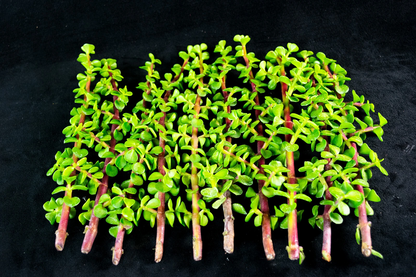 Elephant Bush Succulent Cuttings – 30 Unrooted Portulacaria afra Cuttings for Propagation, Indoor or Outdoor Plant