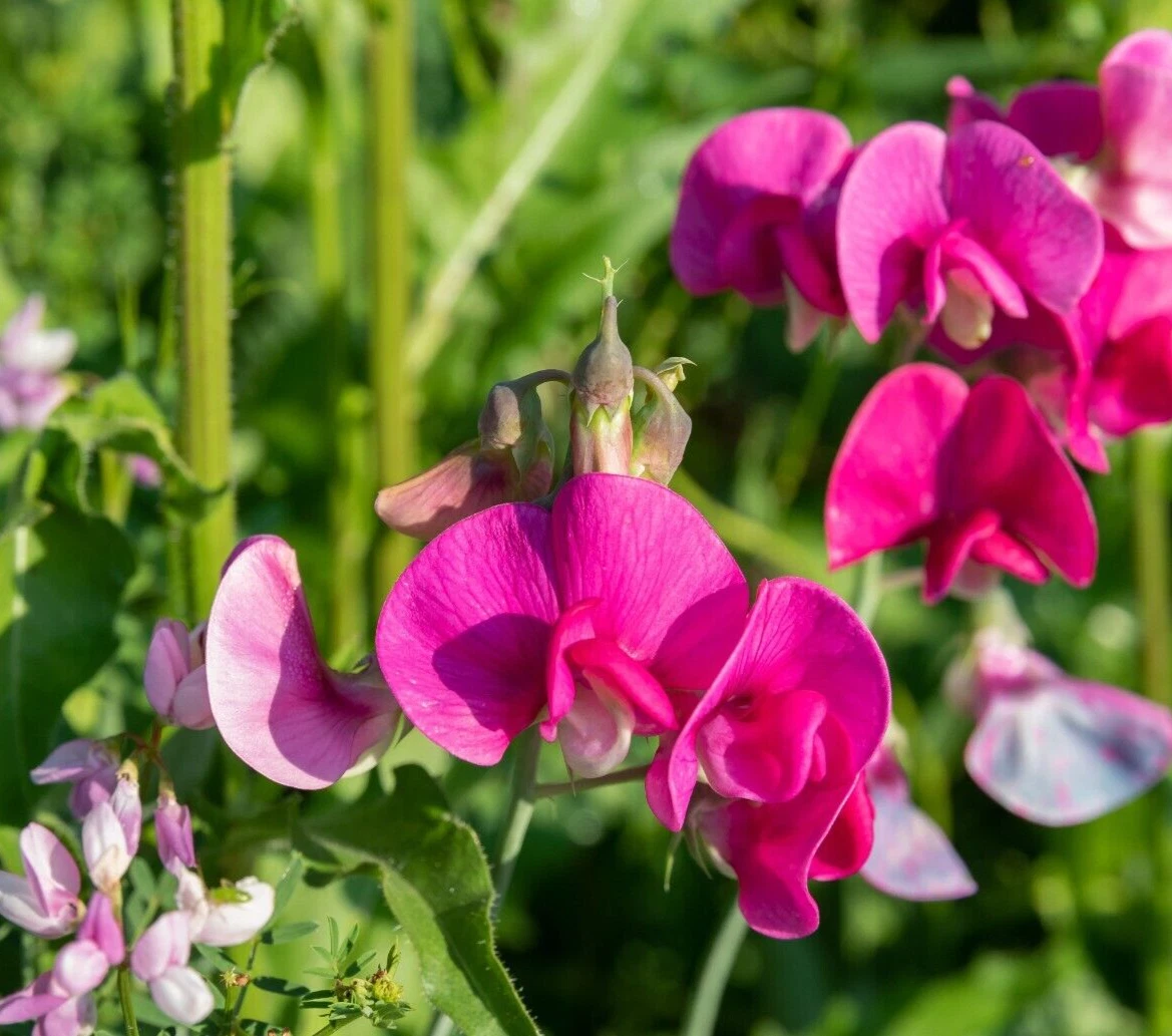 Polygala myrtifolia Sweet Pea Bush Cuttings – 7 Live 6-Inch Purple Flowering Ornamental Shrubs for Garden & Propagation
