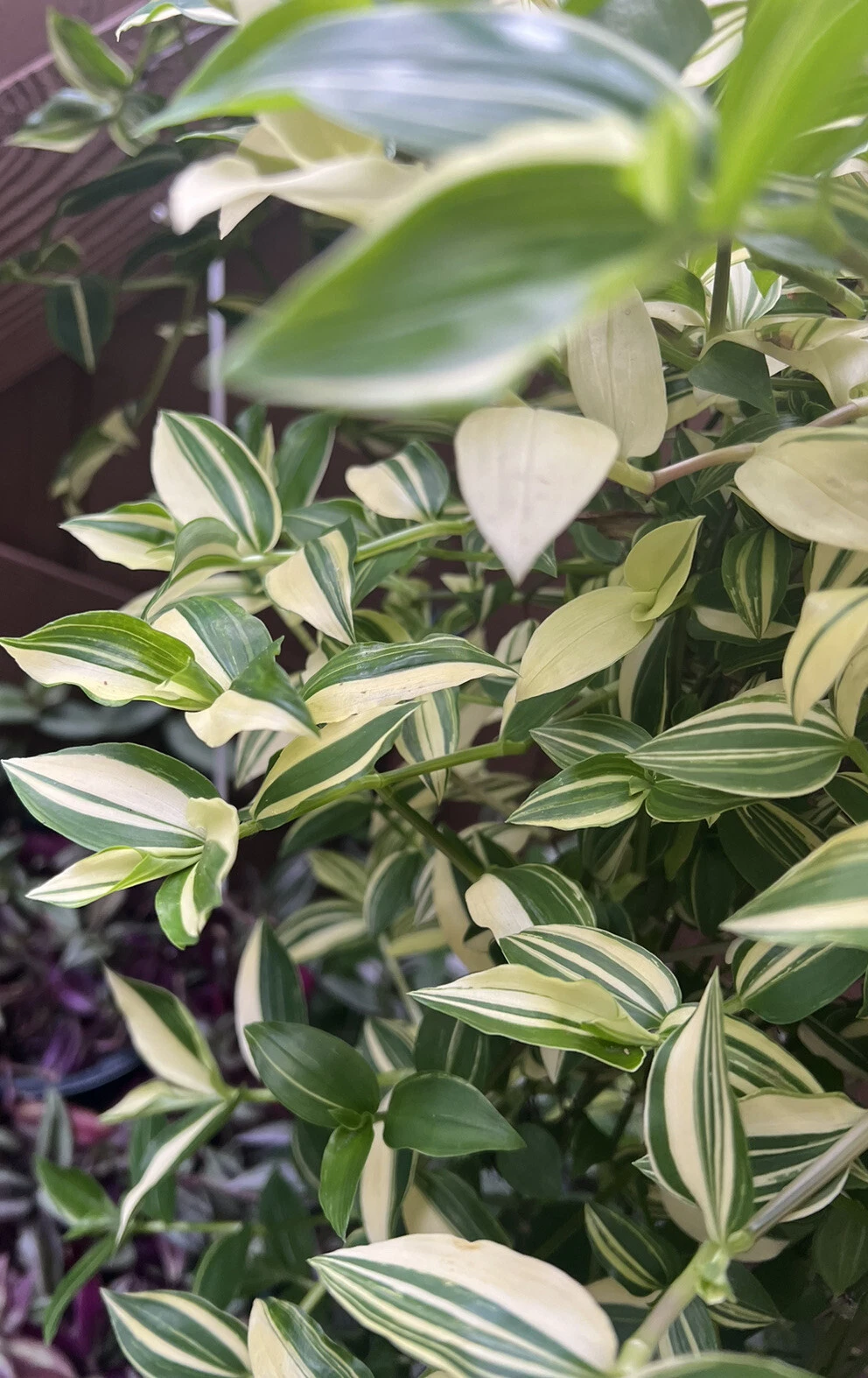 Unrooted Cream Wandering Jew Cuttings – 5 Live Tradescantia fluminensis ‘Variegata’ Houseplant Propagation Clippings