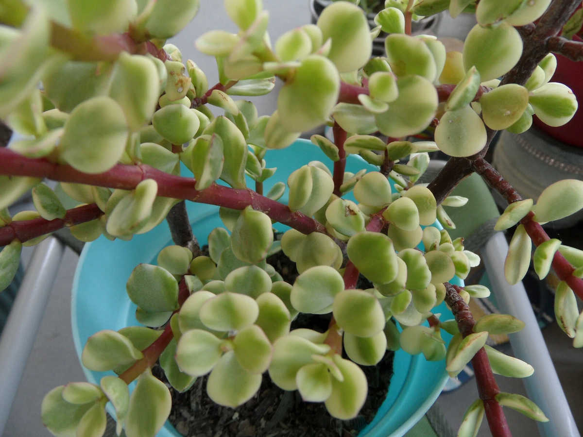 Variegated Spekboom Cuttings – 3 Unrooted Succulent Propagation Cuttings, Creme & Green Foliage, Portulacaria afra ‘Variegata’