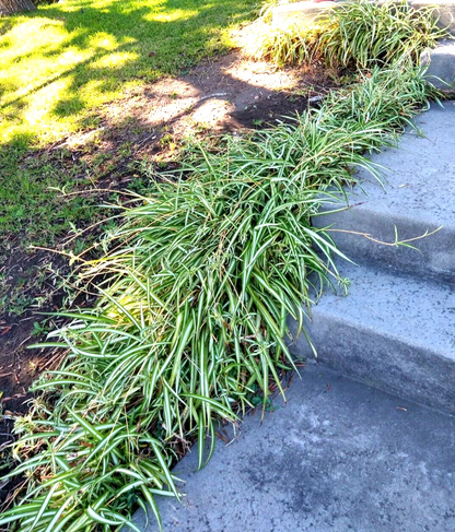 Spider Plant Cuttings – Lot of 15 Young Rooted Chlorophytum comosum Plants for Indoor Houseplant Propagation