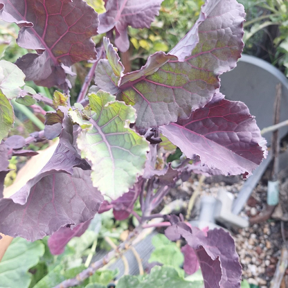 Perennial Purple Tree Kale Cuttings – 2 Live Unrooted Brassica Cuttings for Planting and Garden Growing
