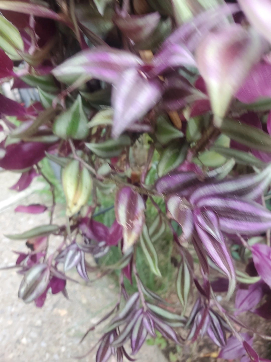 Tradescantia Zebrina Cuttings – 15 Unrooted 12-Inch Wandering Jew Tip Propagation Plants