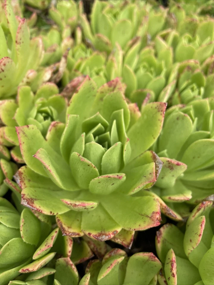 Aeonium Succulent Cuttings Pink Edges Green Rosette, Rare Live Plant Stems for Propagation 4–6 Inch Set of 3