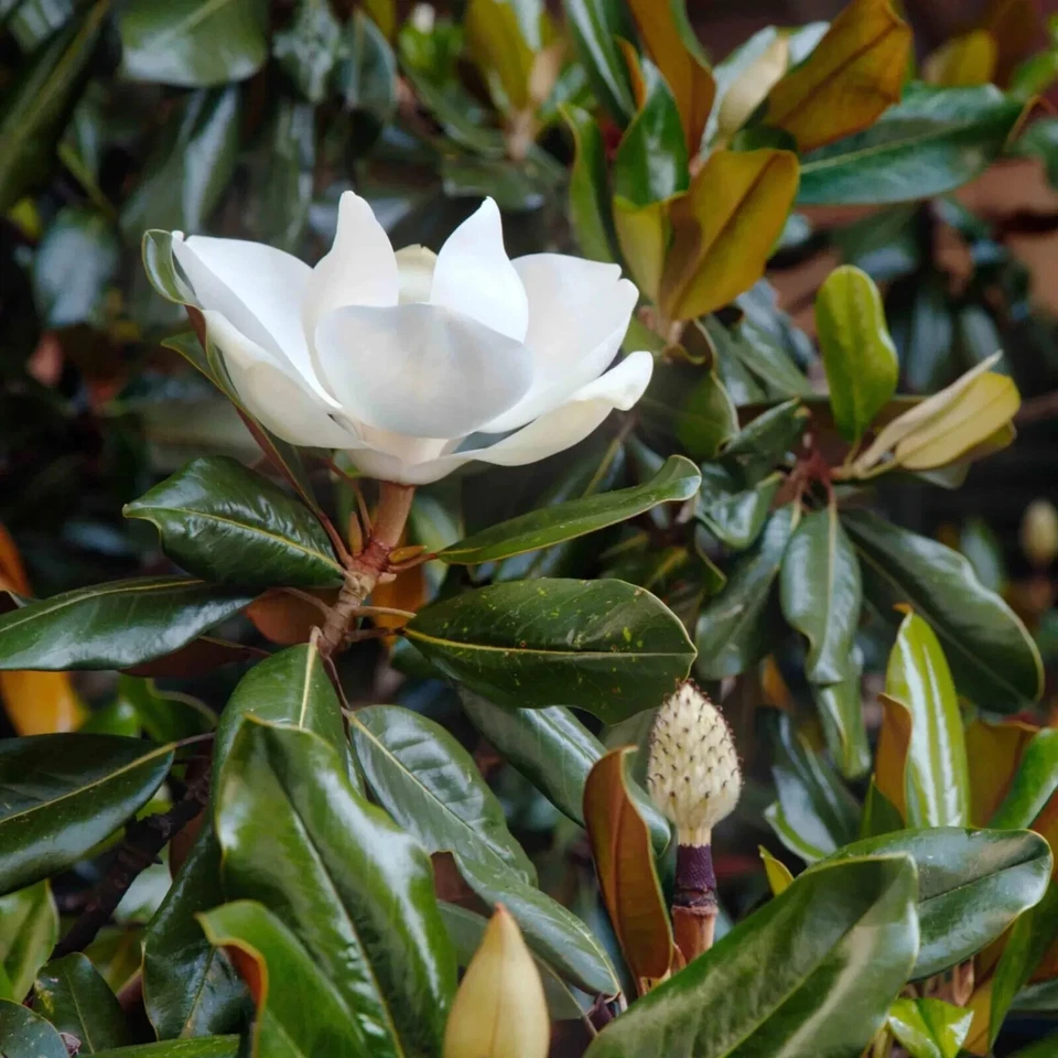 Magnolia Little Gem Cuttings – 3 Live Evergreen Grafting or Rooting Propagation Material – Magnolia grandiflora