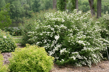 White Wedding Cake Spirea Cuttings – Set of 10 Unrooted 6–8 Inch Spiraea Shrub Cuttings, Flowering Garden Plant