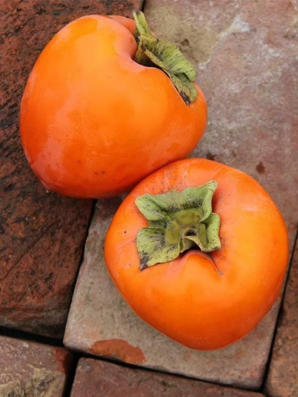 Hachiya Persimmon Cuttings – 4 Unrooted Diospyros Kaki Branches for Propagation, 6–8 Inches