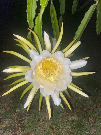 Night Blooming Cereus Queen of the Night Epiphyllum Oxypetalum Orchid Cactus Live Plant