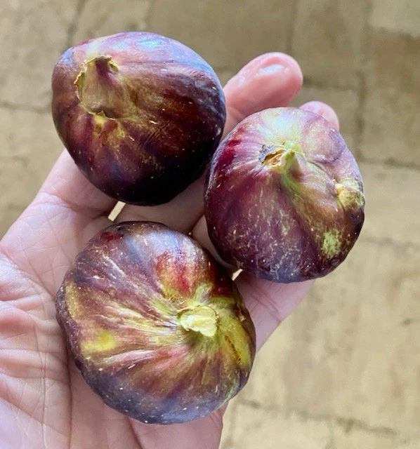 Black Mission Fig Cuttings - Dormant Unrooted Scions, 6+ Inches, Ficus carica, Propagation Set of 15