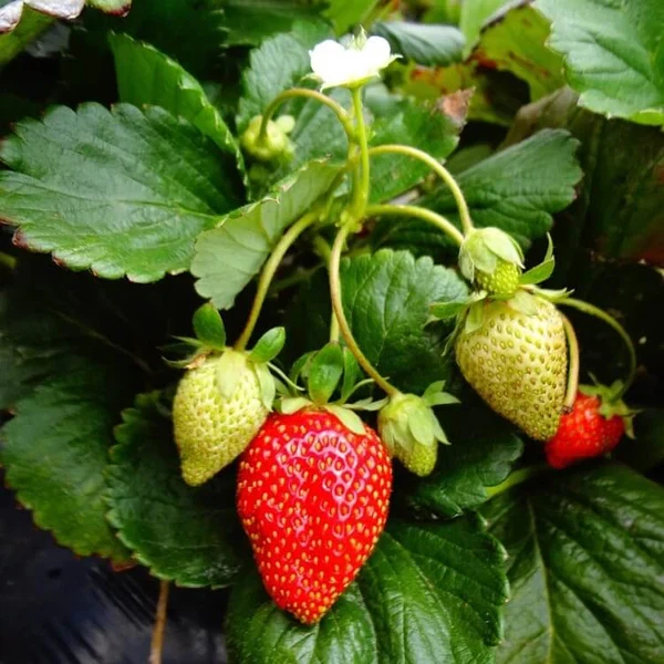 Bare-Root Fort Laramie Everbearing Strawberry Plants – Set of 5 Fragaria × ananassa for Garden, Raised Beds & Containers