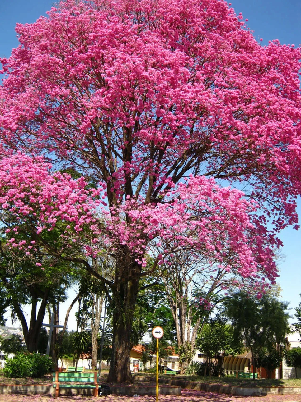 Pink Tabebuia Starter Plant – 12-18 Inch Rooted Ornamental Tree with Pink Trumpet Flowers, Tabebuia heterophylla