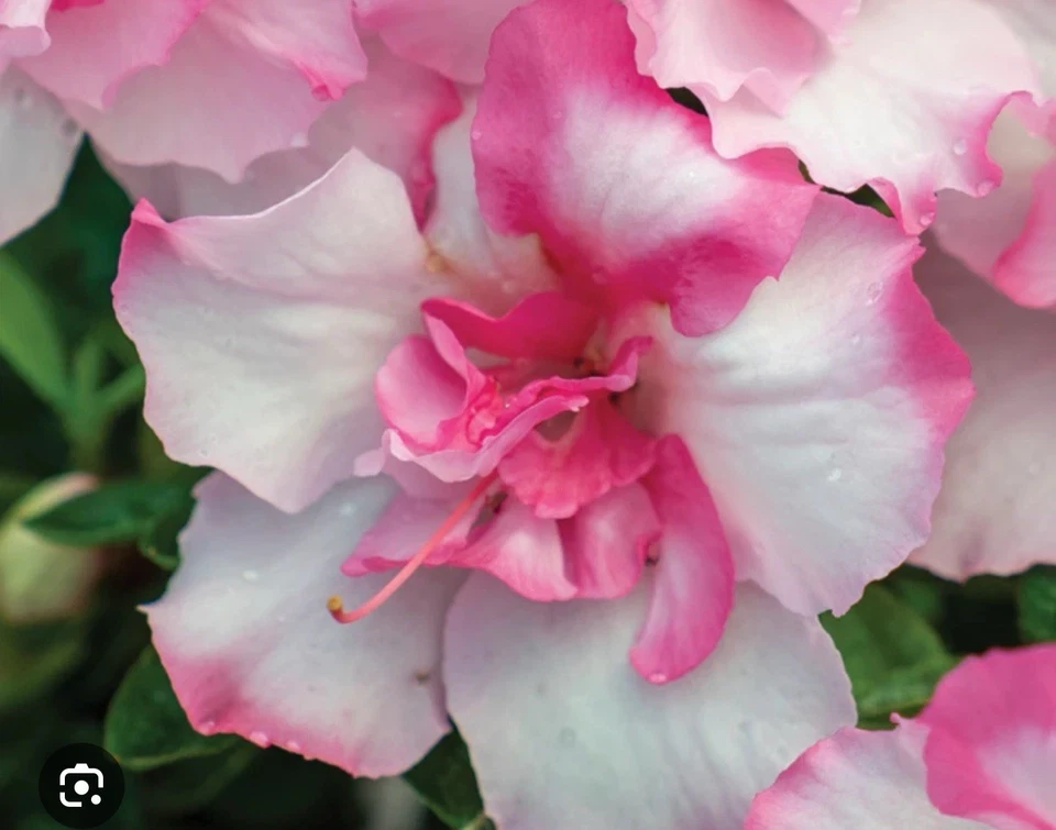 Encore Autumn Kiss Azalea Starter Plant – Well Rooted Deciduous Rhododendron, Live Flowering Shrub for Garden Planting