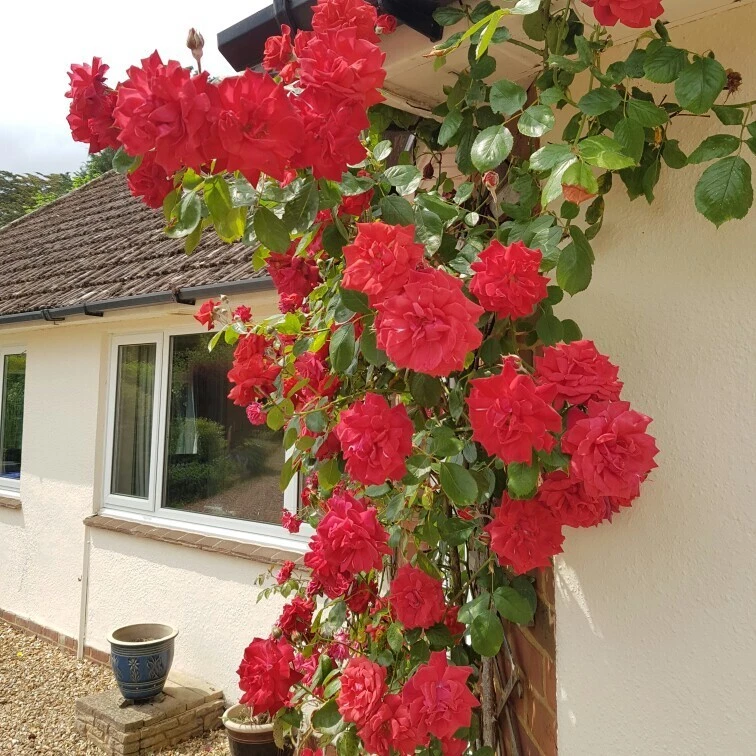 The Prince’s Trust Rose Cuttings – 6 Unrooted Climbing Rose Cuttings, English Rose Shrub for Planting