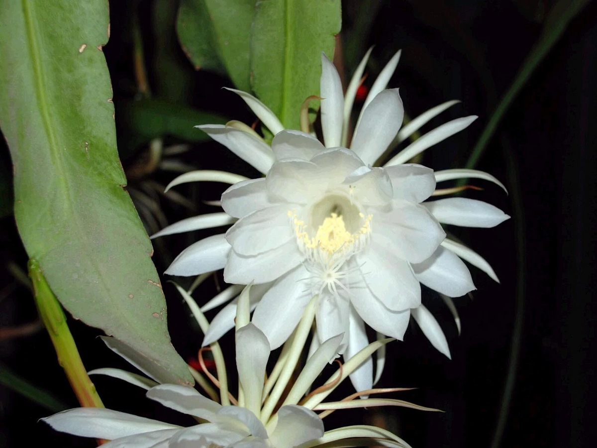 Queen of the Night Orchid Cactus Live Plants – 2 Epiphyllum oxypetalum Rooted Plants, Night Blooming Cactus