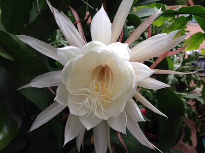 Queen of the Night Orchid Cactus Cuttings Epiphyllum oxypetalum, Night Blooming Cactus Plant Cuttings Set of 2