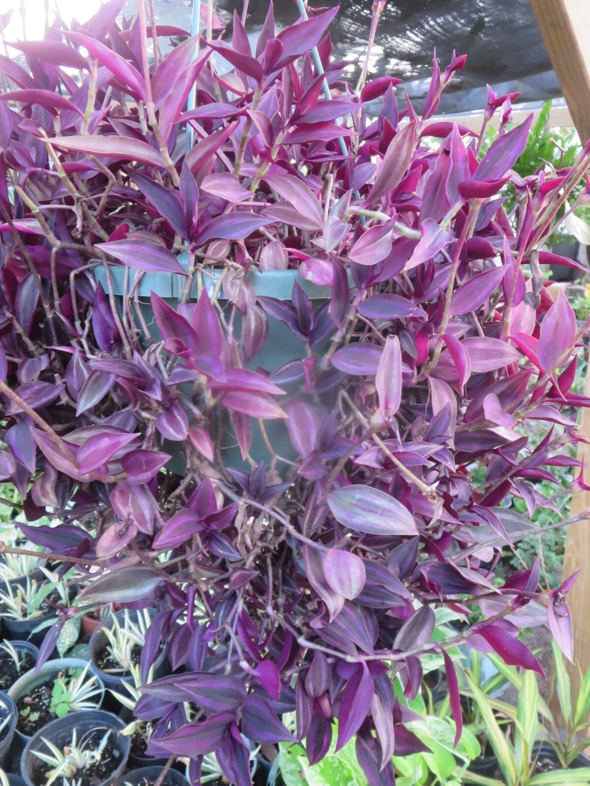 Tradescantia Zebrina Cuttings – 20 Unrooted Dark Burgundy Purple Foliage Indoor Propagation Plant