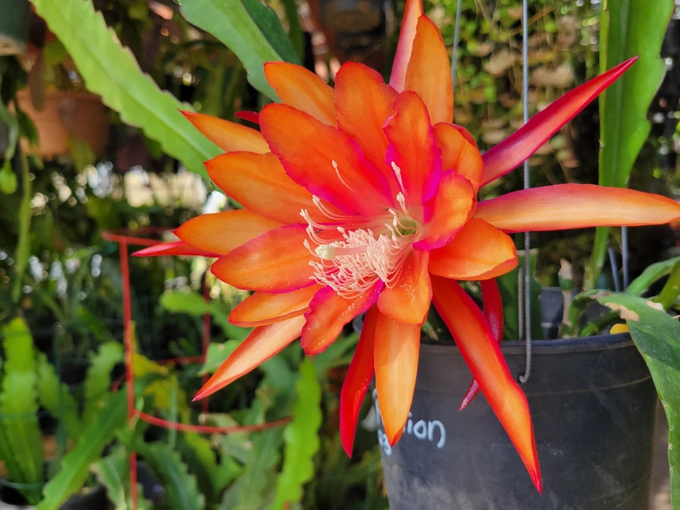 Epiphyllum Flaming Passion Cuttings – Unrooted Orchid Cactus Cuttings 8–10 Inches Long, Live Plant
