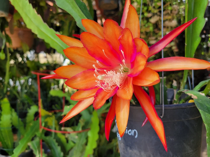 Epiphyllum Flaming Passion Cuttings – Unrooted Orchid Cactus Cuttings 8–10 Inches Long, Live Plant
