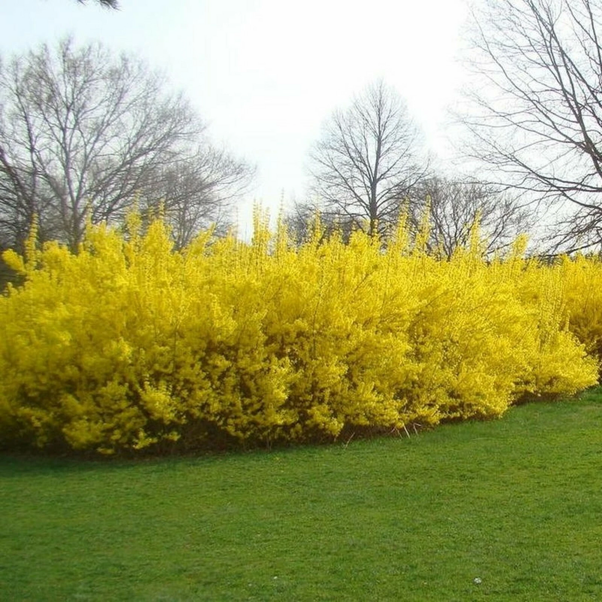 Forsythia Cuttings – 10 Live Unrooted Forsythia Stems, 5 to 8 Inch Flowering Shrub Cuttings for Propagation