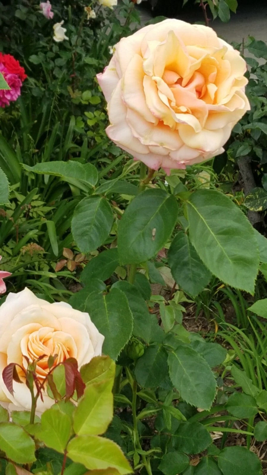 Creamy Apricot Rose Live Cuttings with Rosy Edges, Fresh Unrooted Rose Cuttings for Rooting Set of 3