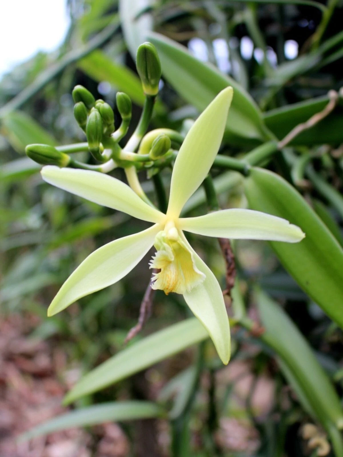 Vanilla Orchid Live Starter Plant – Vanilla planifolia Climbing Orchid for Indoor & Greenhouse Growing