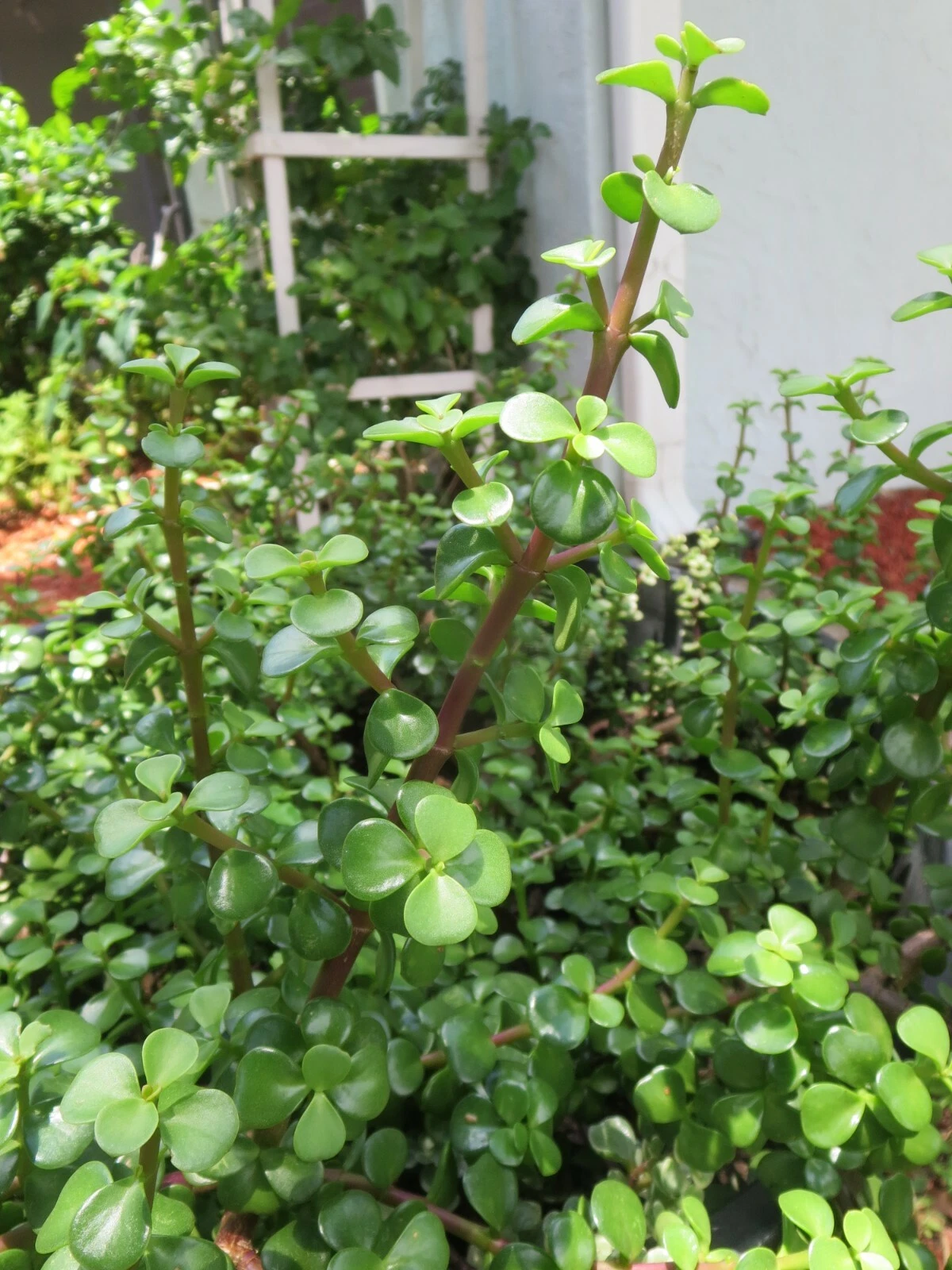 Portulacaria Afra Elephant Bush Succulent Cuttings – 10 Live Unrooted Propagation Cuttings for Indoor & Outdoor Gardens
