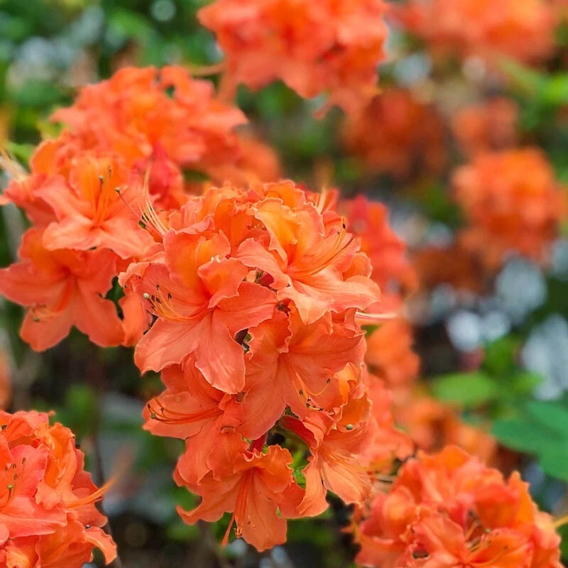 Mandarin Azalea Rhododendron Hybrid Starter Plant – Live Ornamental Shrub with Bright Orange Blooms