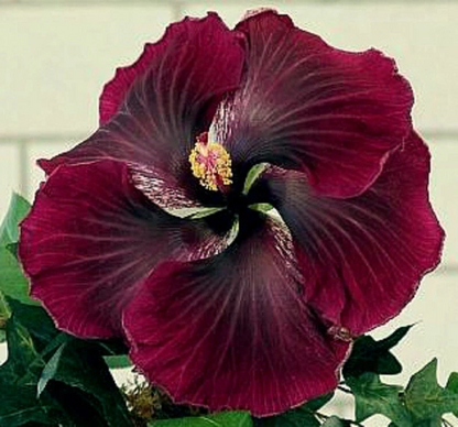 Hibiscus Black Dragon Cuttings, 3 Fresh Unrooted Hibiscus Cuttings for Propagation
