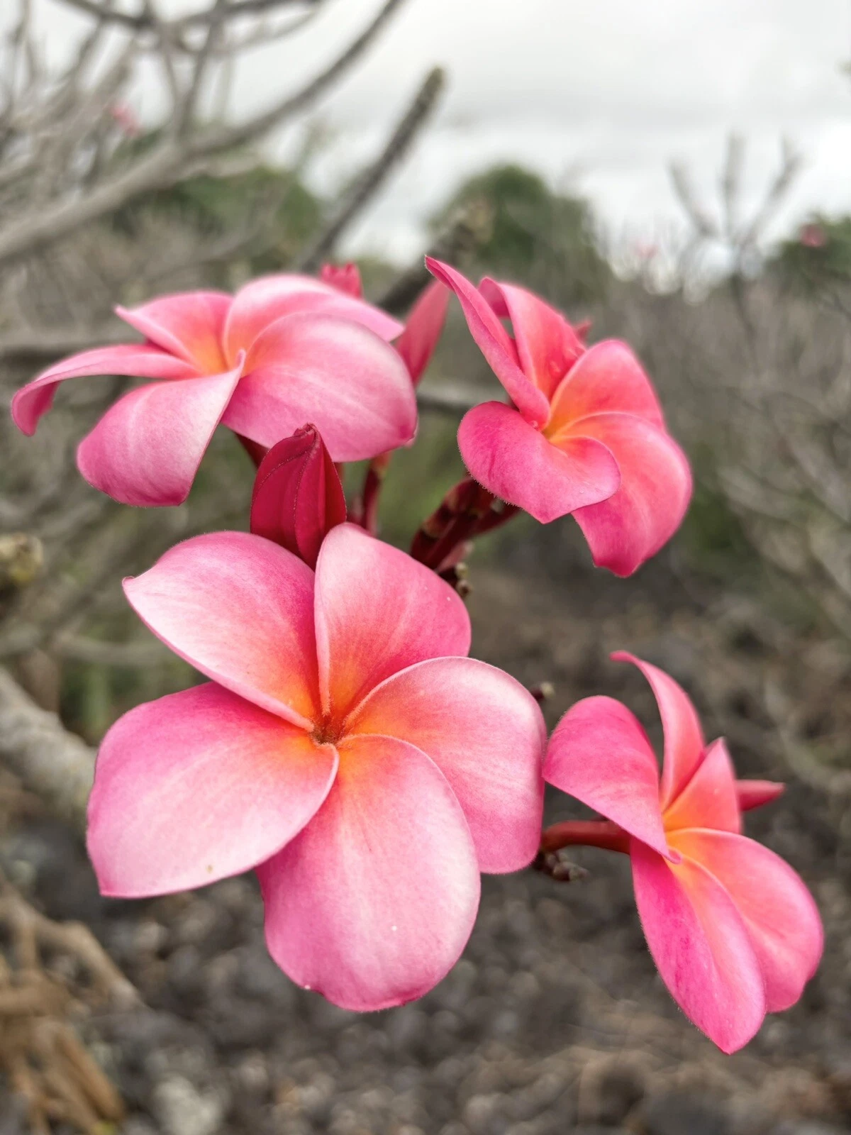 Pink Plumeria Cutting – 10 Inch Unrooted Starter Frangipani Propagation Plant, Tropical Flowering Tree, Pink Bloom, Plumeria sp.