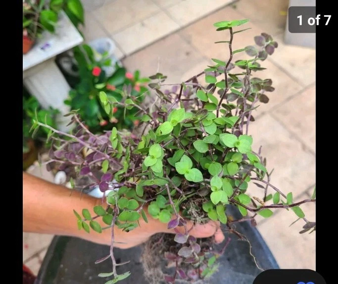 Calisia Repens and Tradescantia Cuttings – 40 Dwarf Bolivian Plants & 20 Wandering Jew Propagation Cuttings