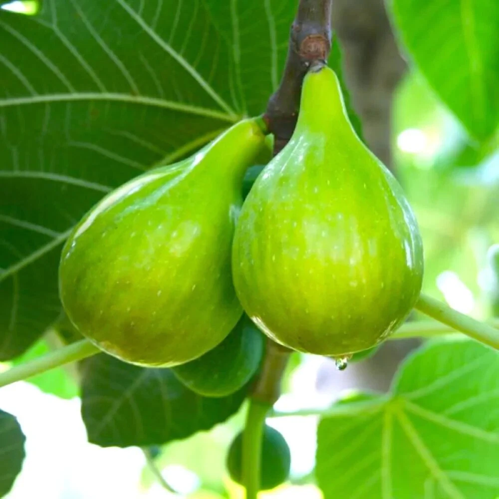 Lattarula Italian Honey Fig Cuttings Set of 5 | Ficus carica Propagation for Rooting & Growing