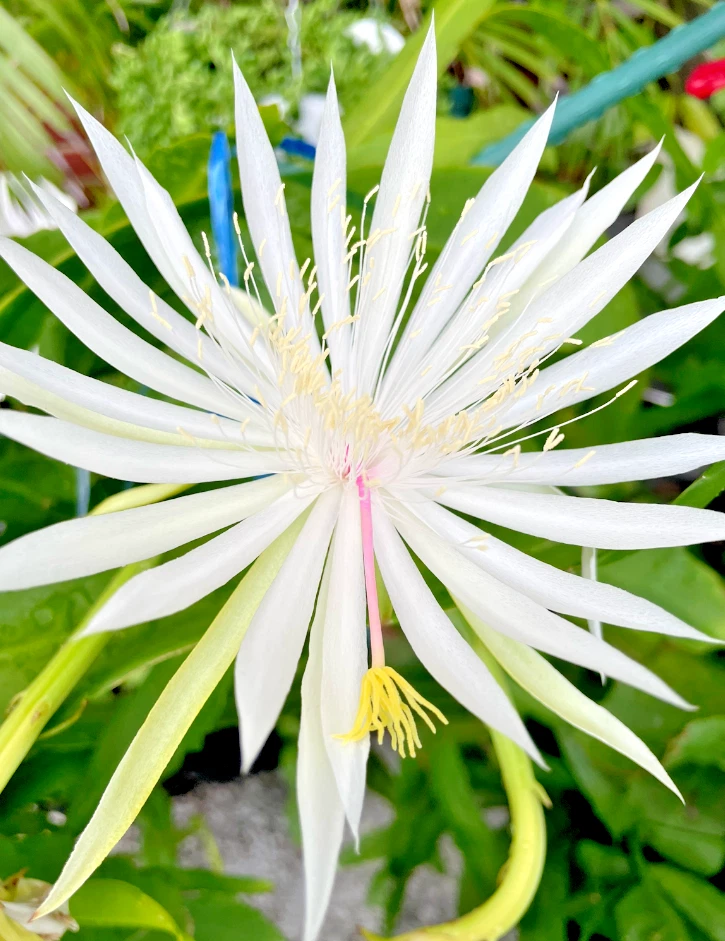Night Blooming Cereus Rooted Plant in 4-Inch Pot, Epiphyllum oxypetalum, White Flowers, Indoor Cactus, Ornamental Houseplant
