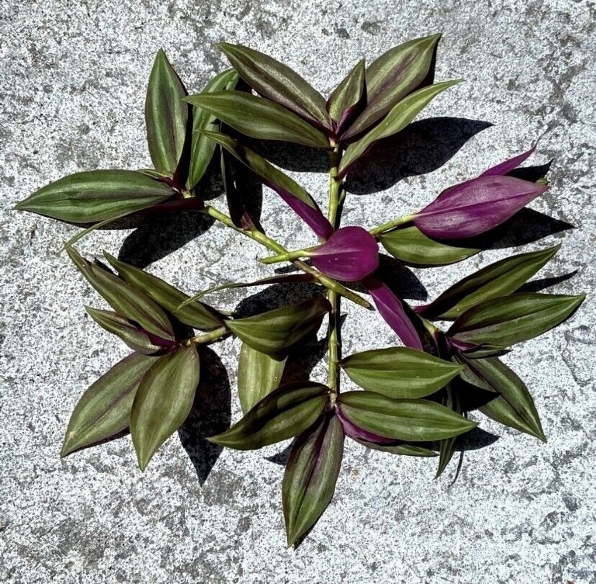 Live Tradescantia Zebrina Cuttings – 10 Unrooted Purple Silver Wandering Jew Plant Propagation Material