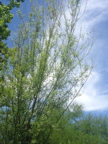 Willow Tree Cuttings – 18 Live Unrooted Salix Stems, 5 to 8 Inch Fresh Cuttings for Tree Propagation