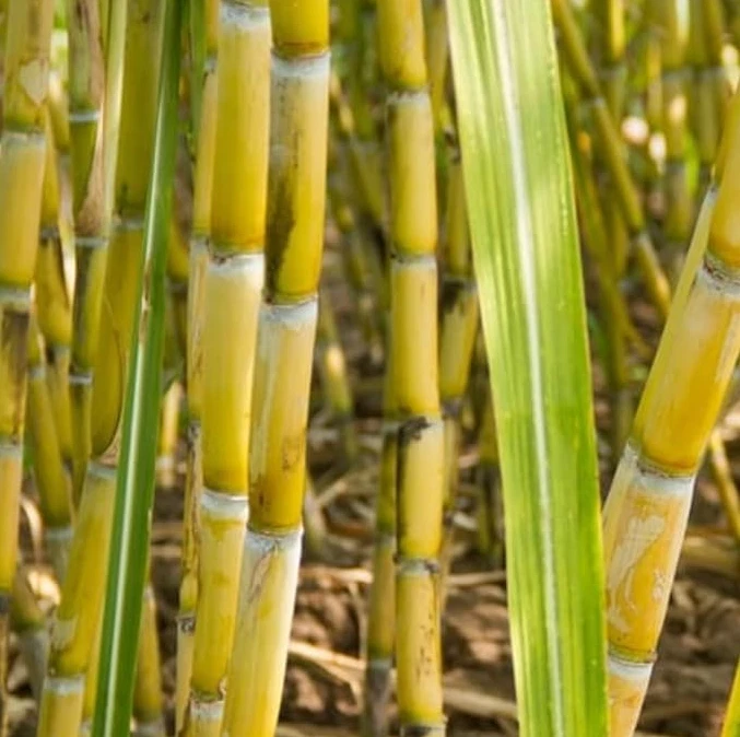 Yellow Sugarcane Plant Cuttings – 18 Inch Live Saccharum officinarum Cane Set of 20 for Propagation