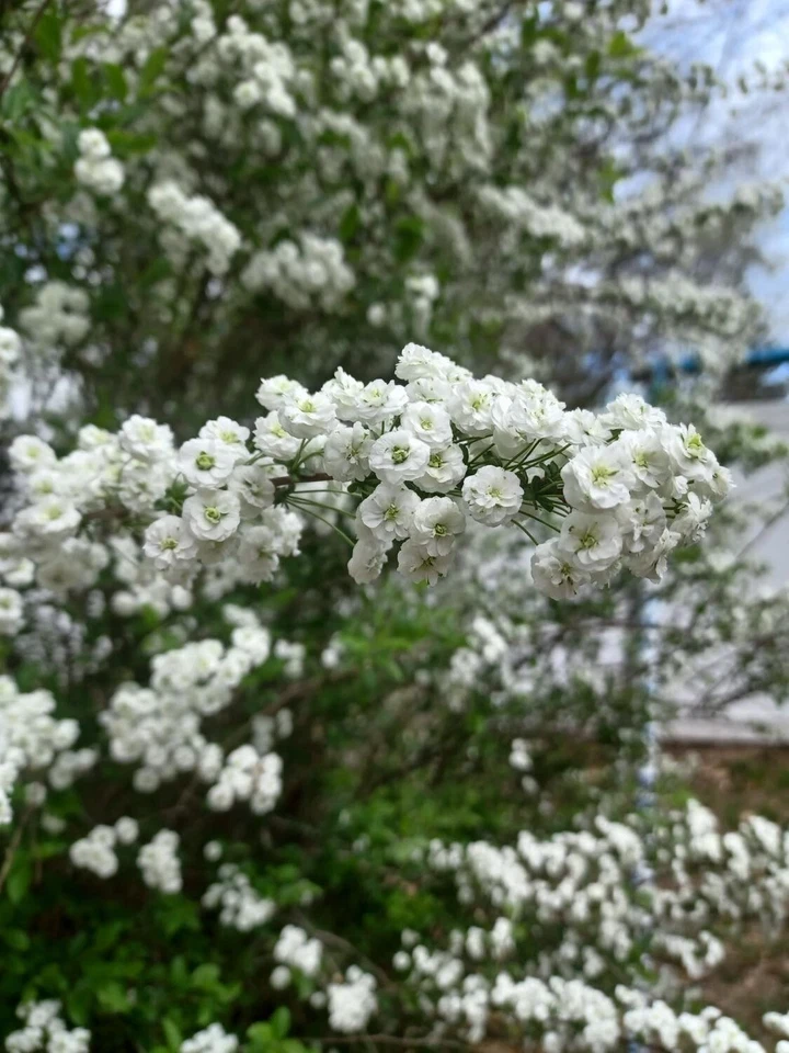 Unrooted Bridal Wreath Spirea Cuttings - 10 Fresh Propagation Stems for Garden Bush, White Flowering Shrub, Spiraea cantoniensis