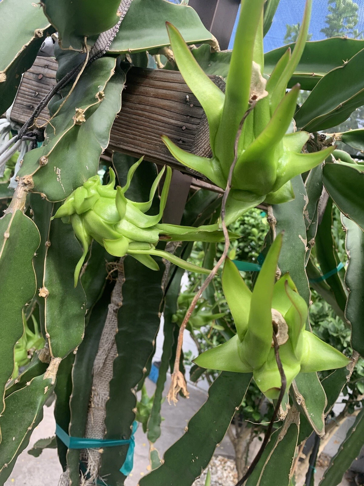 Dragon Fruit Unrooted Cuttings – 7 Live Pitaya Clippings for Propagation & Growing – Hylocereus spp.
