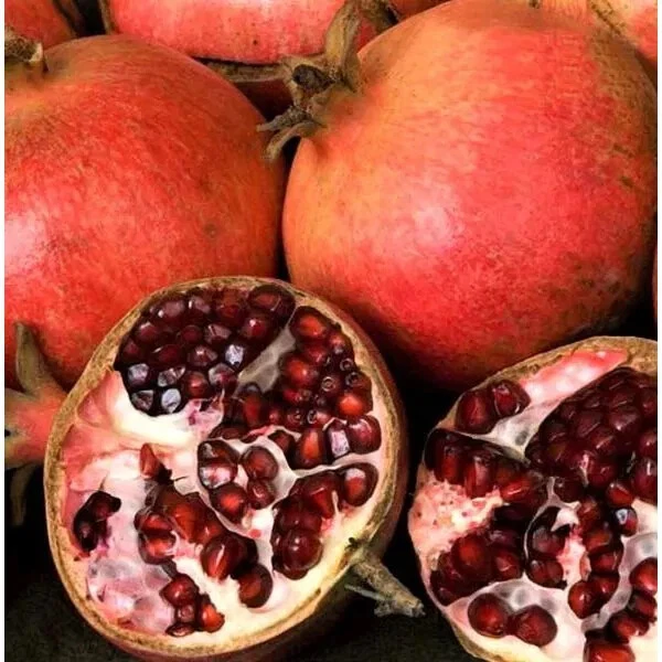 Pomegranate Unrooted Cuttings – 7 Live Punica granatum Propagation Plant Material, 6-Inch Fruit Tree Cuttings