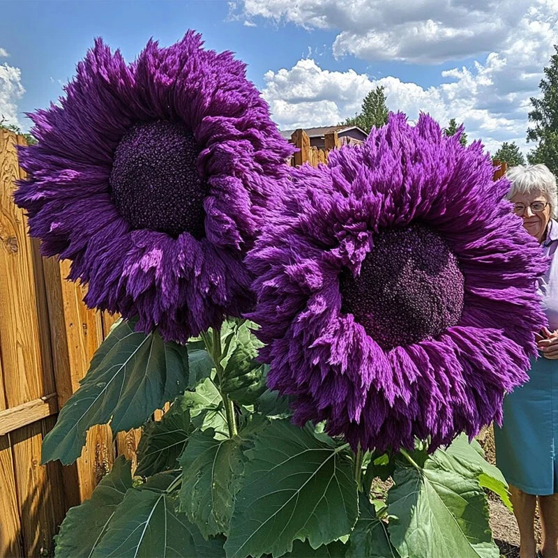 Purple Giant Teddy Bear Sunflower Seeds 50pcs, Helianthus annuus Ornamental Flower Seeds for Garden Borders